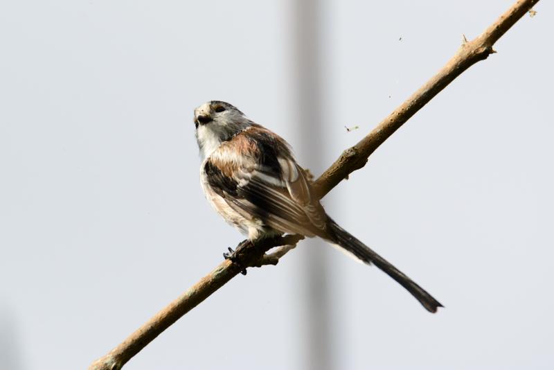  20140803_PB8_1372.JPG </br ><small> 2014-08-03 17:00</br >NIKON D800 + 150.0-600.0 mm f/5.0-6.3<br /> 600mm 1/1000s f/8 ISO 280</small>