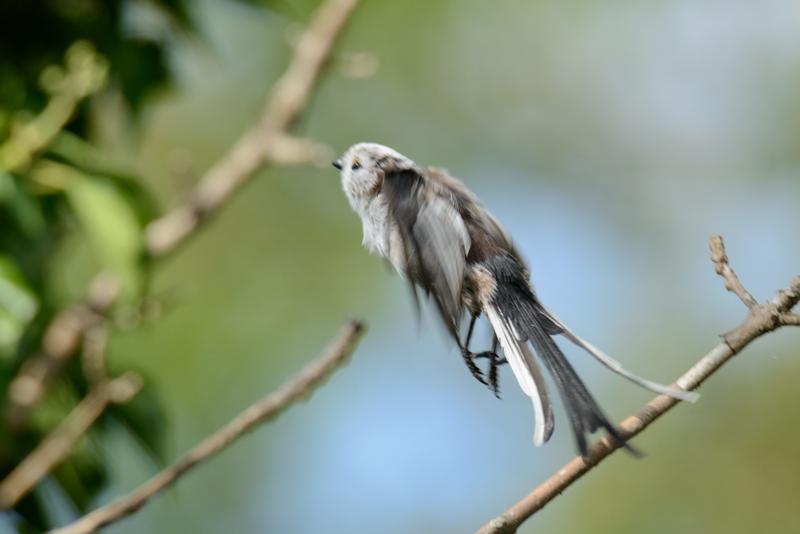  20140803_PB8_1379.JPG </br ><small> 2014-08-03 17:01</br >NIKON D800 + 150.0-600.0 mm f/5.0-6.3<br /> 500mm 1/1000s f/8 ISO 720</small>