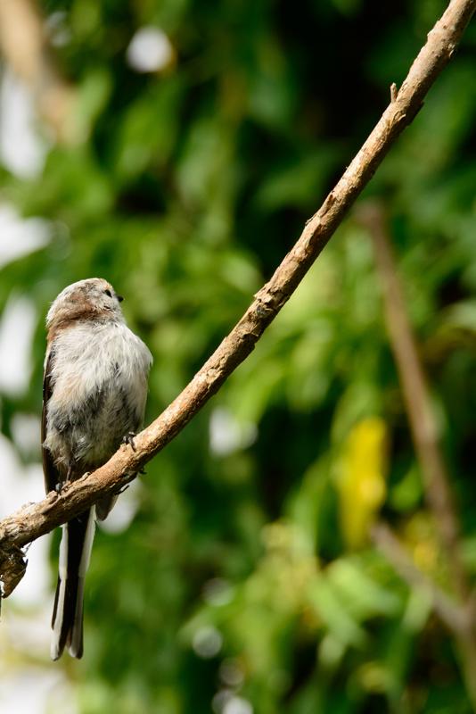  20140803_PB8_1381.JPG </br ><small> 2014-08-03 17:01</br >NIKON D800 + 150.0-600.0 mm f/5.0-6.3<br /> 500mm 1/1000s f/8 ISO 560</small>