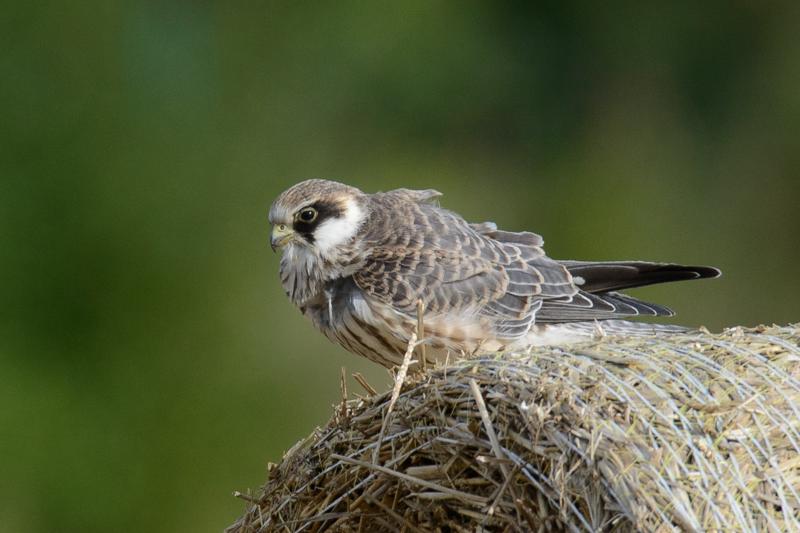  20150906_PB8_2676.JPG </br ><small> 2015-09-06 16:43</br >NIKON D800 + 150.0-600.0 mm f/5.0-6.3<br /> 600mm 1/800s f/8 ISO 400</small>