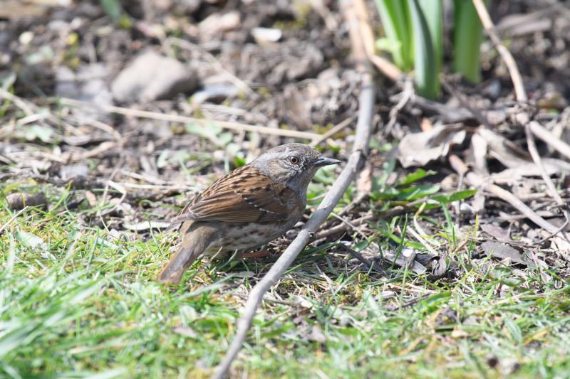  20170331-PB5_4944.JPG </br ><small> 2017-03-31 12:45</br >NIKON D500 + 200.0-500.0 mm f/5.6<br /> 500mm 1/500s f/6.3 ISO 720</small>