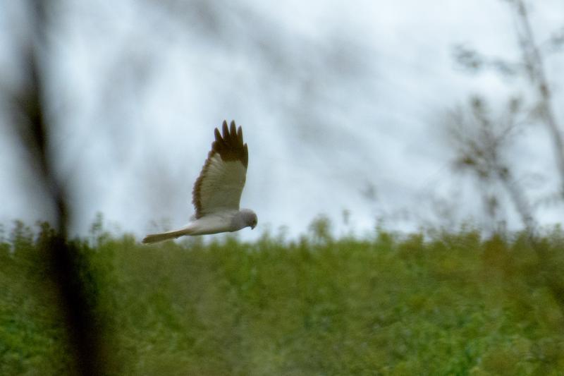  20170421-PB5_5028.JPG </br ><small> 2017-04-21 15:44</br >NIKON D500 + 200.0-500.0 mm f/5.6<br /> 480mm 1/800s f/5.6 ISO 1000</small>