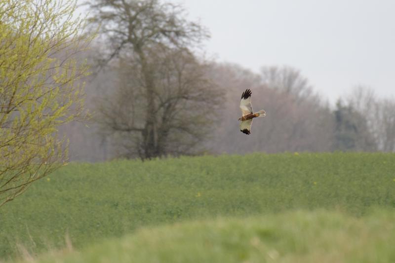  20170421-PB5_5054.JPG </br ><small> 2017-04-21 15:48</br >NIKON D500 + 200.0-500.0 mm f/5.6<br /> 500mm 1/800s f/5.6 ISO 500</small>