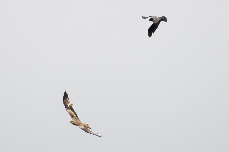  20170421-PB5_5070.JPG </br ><small> 2017-04-21 15:51</br >NIKON D500 + 200.0-500.0 mm f/5.6<br /> 500mm 1/800s f/5.6 ISO 320</small>