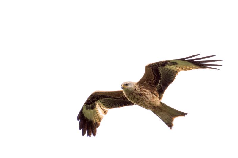  20170421-PB5_5154.JPG </br ><small> 2017-04-21 15:52</br >NIKON D500 + 200.0-500.0 mm f/5.6<br /> 500mm 1/800s f/5.6 ISO 125</small>