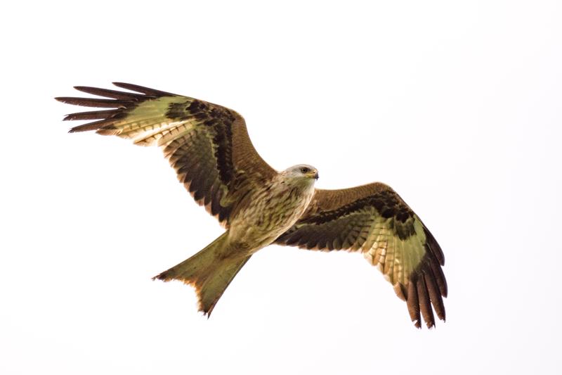  20170421-PB5_5175.JPG </br ><small> 2017-04-21 15:52</br >NIKON D500 + 200.0-500.0 mm f/5.6<br /> 480mm 1/800s f/5.6 ISO 200</small>