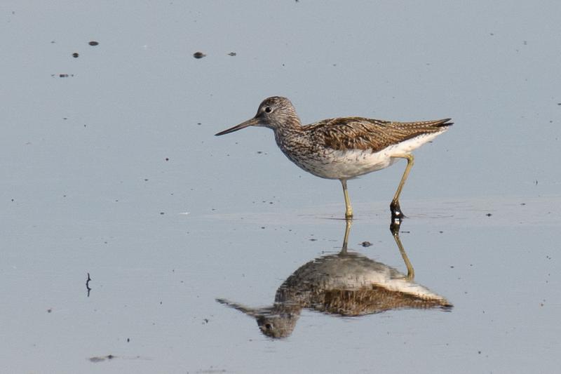  20170622-PB5_7082.JPG </br ><small> 2017-06-22 08:50</br >NIKON D500 + 200.0-500.0 mm f/5.6<br /> 500mm 1/500s f/8 ISO 125</small>