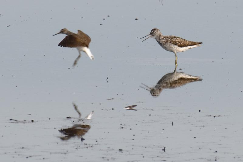  20170622-PB5_7084.JPG </br ><small> 2017-06-22 08:50</br >NIKON D500 + 200.0-500.0 mm f/5.6<br /> 500mm 1/500s f/8 ISO 125</small>