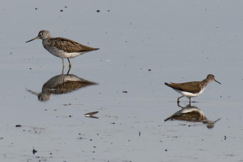  20170622-PB5_7094.JPG </br ><small> 2017-06-22 08:50</br >NIKON D500 + 200.0-500.0 mm f/5.6<br /> 500mm 1/400s f/8 ISO 100</small>