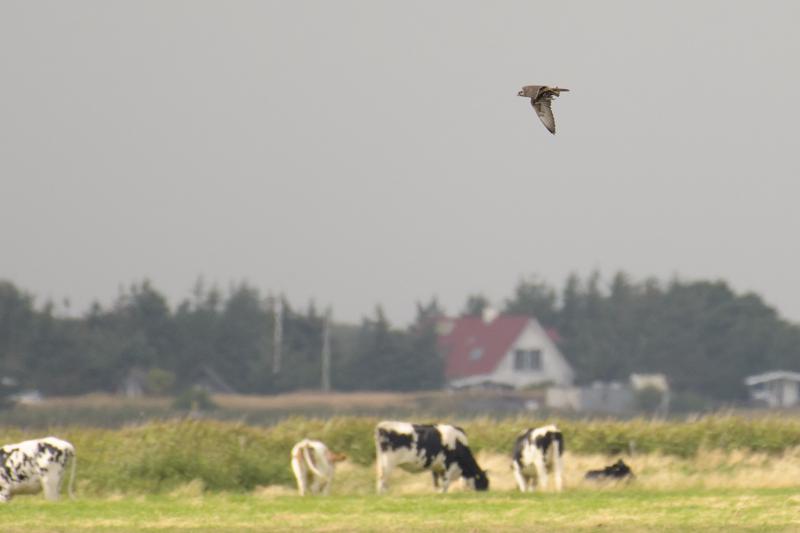  20170819-PB5_7976.JPG </br ><small> 2017-08-19 15:05</br >NIKON D500 + 200.0-500.0 mm f/5.6<br /> 500mm 1/1250s f/5.6 ISO 320</small>