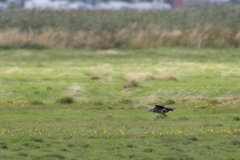  20170819-PB5_7989.JPG </br ><small> 2017-08-19 15:05</br >NIKON D500 + 200.0-500.0 mm f/5.6<br /> 500mm 1/1250s f/5.6 ISO 400</small>