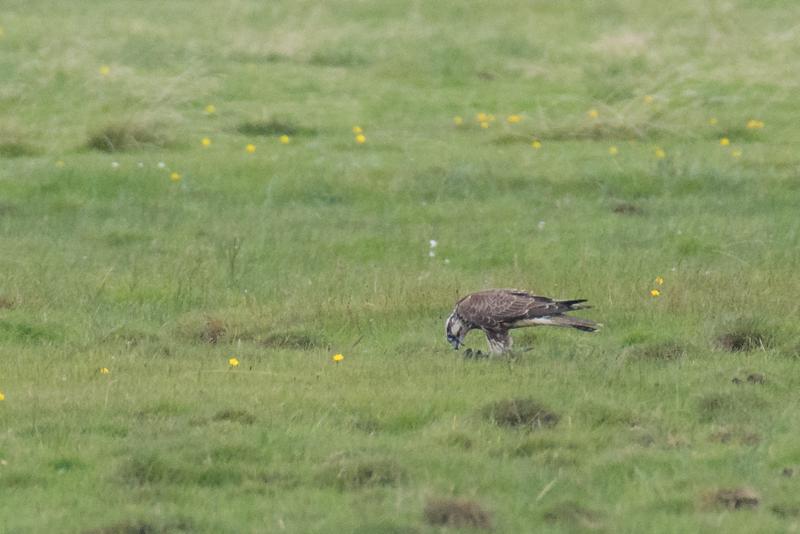  20170819-PB5_8024.JPG </br ><small> 2017-08-19 15:10</br >NIKON D500 + 200.0-500.0 mm f/5.6<br /> 850mm 1/500s f/11 ISO 2200</small>