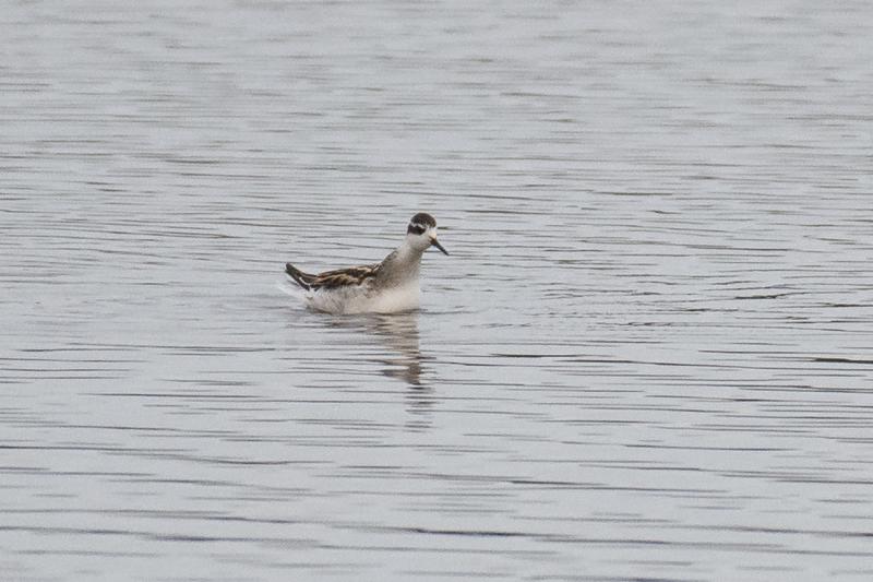  20170909-PB5_8840.JPG </br ><small> 2017-09-09 19:04</br >NIKON D500 + 200.0-500.0 mm f/5.6<br /> 500mm 1/500s f/5.6 ISO 1800</small>