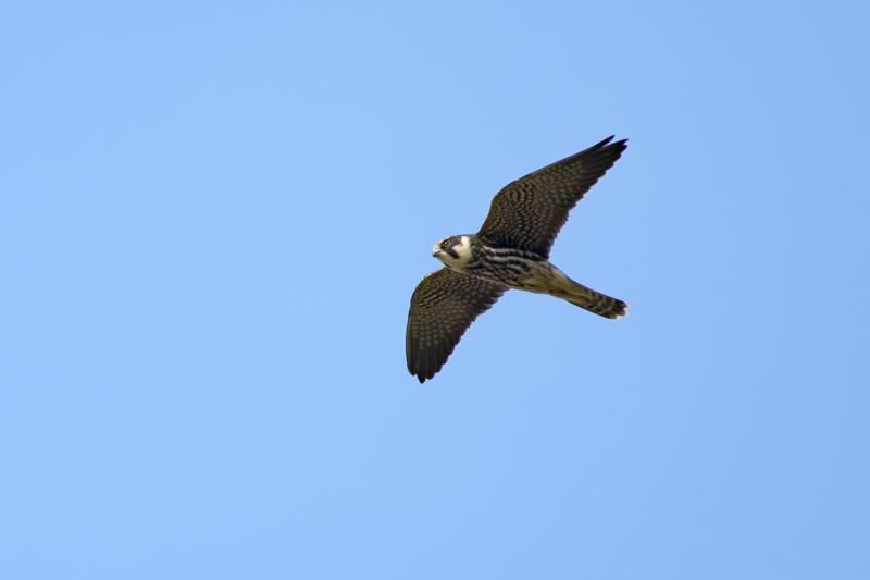  20170924-PB5_9185.JPG </br ><small> 2017-09-24 14:48</br >NIKON D500 + 200.0-500.0 mm f/5.6<br /> 500mm 1/1000s f/5.6 ISO 110</small>