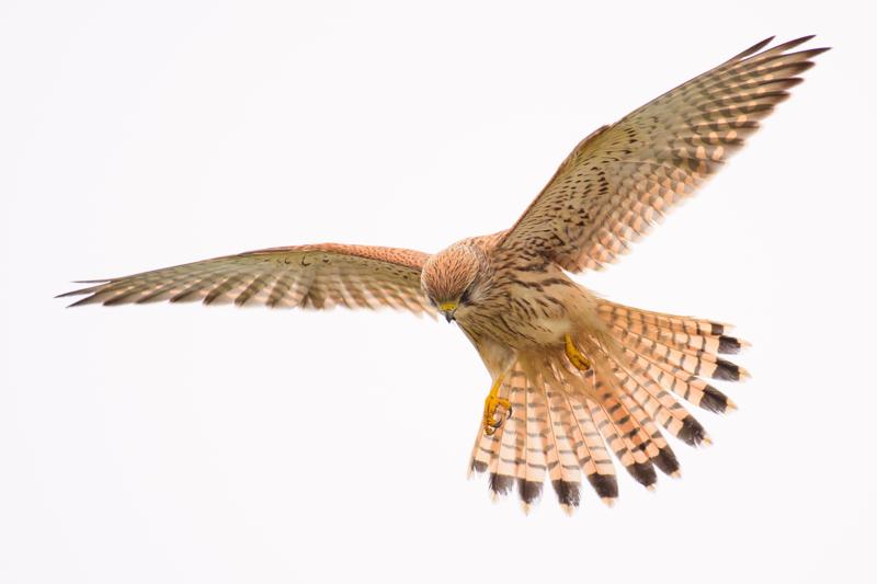  20171014-PB5_9260.JPG </br ><small> 2017-10-14 15:00</br >NIKON D500 + 200.0-500.0 mm f/5.6<br /> 480mm 1/1000s f/5.6 ISO 200</small>