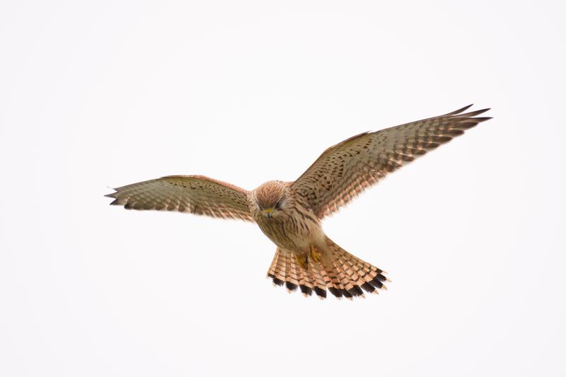  20171014-PB5_9261.JPG </br ><small> 2017-10-14 15:00</br >NIKON D500 + 200.0-500.0 mm f/5.6<br /> 480mm 1/1000s f/5.6 ISO 200</small>