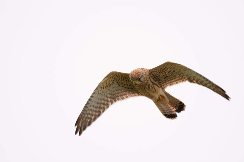  20171014-PB5_9263.JPG </br ><small> 2017-10-14 15:00</br >NIKON D500 + 200.0-500.0 mm f/5.6<br /> 480mm 1/1000s f/5.6 ISO 180</small>