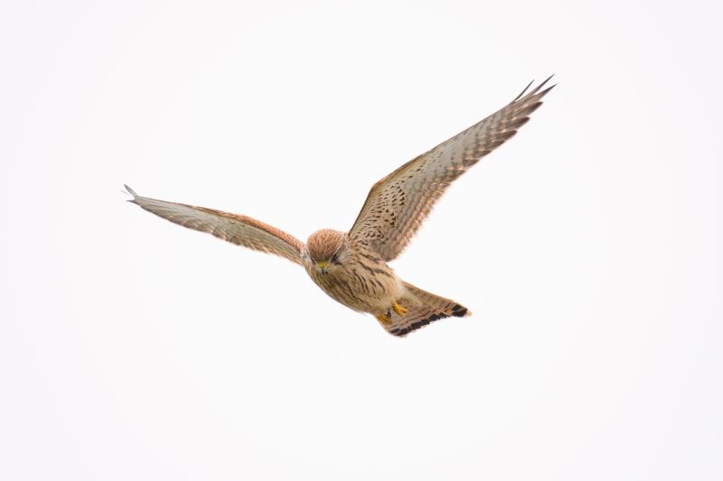  20171014-PB5_9264.JPG </br ><small> 2017-10-14 15:00</br >NIKON D500 + 200.0-500.0 mm f/5.6<br /> 480mm 1/1000s f/5.6 ISO 220</small>