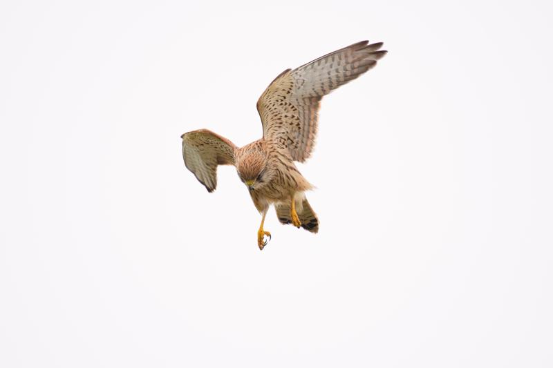  20171014-PB5_9265.JPG </br ><small> 2017-10-14 15:00</br >NIKON D500 + 200.0-500.0 mm f/5.6<br /> 480mm 1/1000s f/5.6 ISO 200</small>