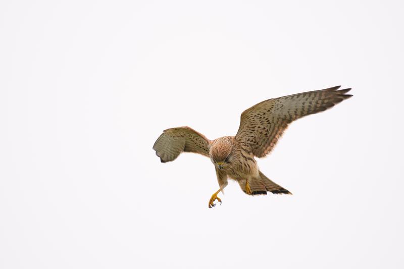  20171014-PB5_9266.JPG </br ><small> 2017-10-14 15:00</br >NIKON D500 + 200.0-500.0 mm f/5.6<br /> 480mm 1/1600s f/5.6 ISO 280</small>