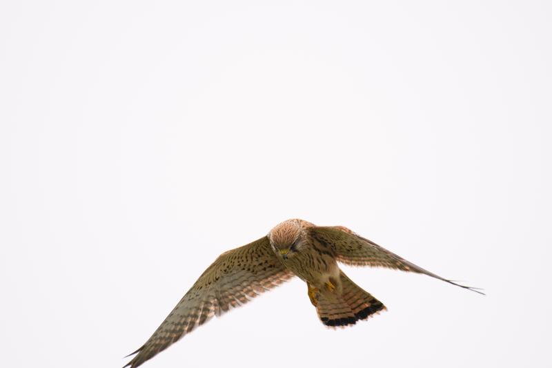  20171014-PB5_9267.JPG </br ><small> 2017-10-14 15:00</br >NIKON D500 + 200.0-500.0 mm f/5.6<br /> 480mm 1/1600s f/5.6 ISO 280</small>