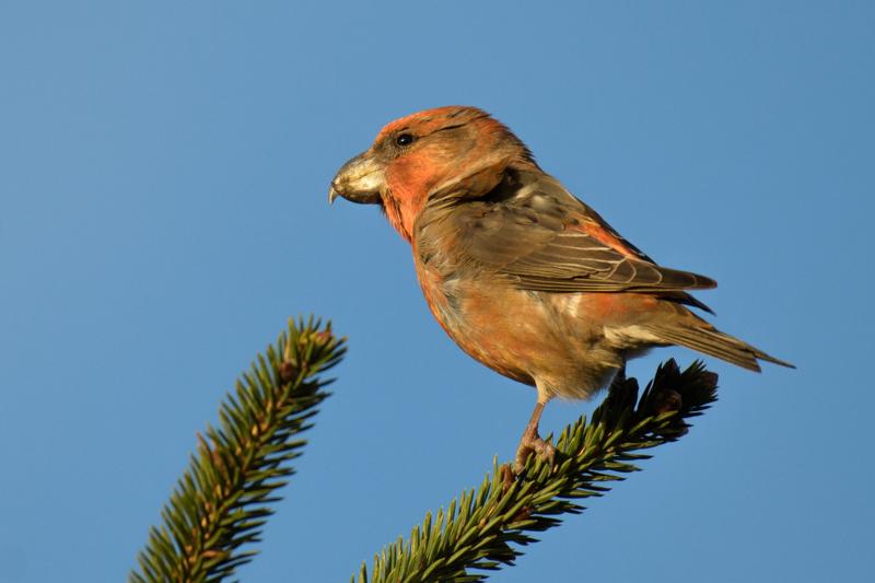  20171118-PB5_9744.JPG </br ><small> 2017-11-18 15:34</br >NIKON D500 + 200.0-500.0 mm f/5.6<br /> 500mm 1/1000s f/5.6 ISO 320</small>