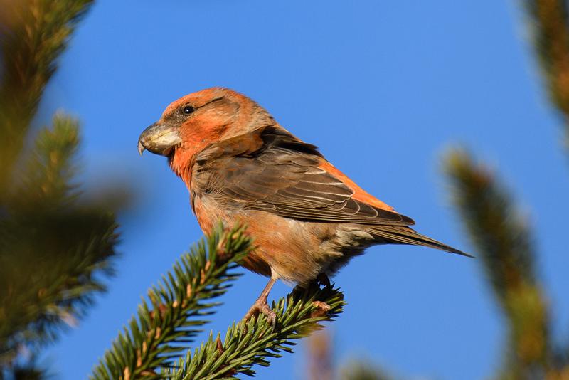  20171118-PB5_9794_1024.jpg </br ><small> 2017-11-18 15:38</br >NIKON D500 + 200.0-500.0 mm f/5.6<br /> 500mm 1/1000s f/5.6 ISO 450</small>