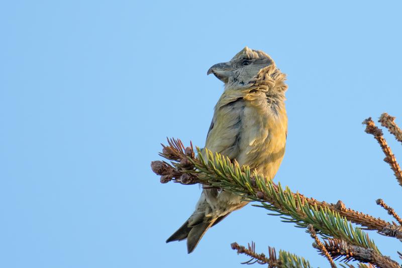  20171118-PB5_9855.JPG </br ><small> 2017-11-18 15:59</br >NIKON D500 + 200.0-500.0 mm f/5.6<br /> 480mm 1/1000s f/5.6 ISO 1400</small>