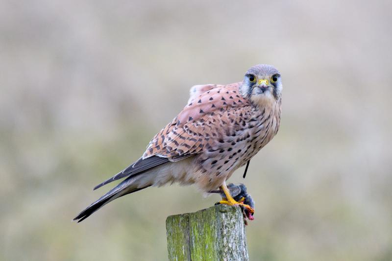  20180127-PB5_0197.JPG </br ><small> 2018-01-27 15:55</br >NIKON D500 + 200.0-500.0 mm f/5.6<br /> 500mm 1/500s f/5.6 ISO 1100</small>