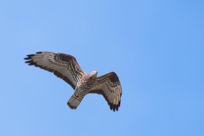  20180510-PB5_2603.JPG </br ><small> 2018-05-10 14:41</br >NIKON D500 + 200.0-500.0 mm f/5.6<br /> 500mm 1/800s f/7.1 ISO 200</small>