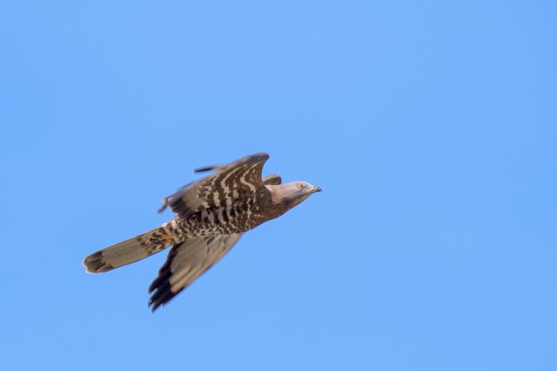  20180510-PB5_2627.JPG </br ><small> 2018-05-10 14:41</br >NIKON D500 + 200.0-500.0 mm f/5.6<br /> 500mm 1/800s f/7.1 ISO 250</small>