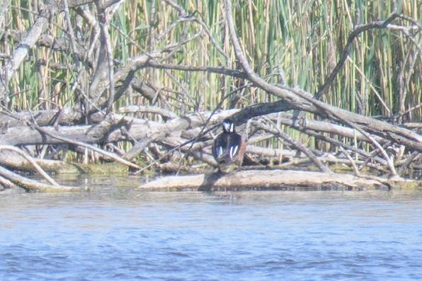  20180510-PB5_2666.JPG </br ><small> 2018-05-10 15:39</br >NIKON D500 + 200.0-500.0 mm f/5.6<br /> 500mm 1/800s f/7.1 ISO 560</small>