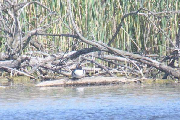  20180510-PB5_2672.JPG </br ><small> 2018-05-10 15:40</br >NIKON D500 + 200.0-500.0 mm f/5.6<br /> 500mm 1/800s f/7.1 ISO 560</small>