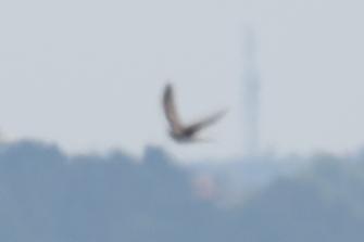  20180513-PB5_2934.JPG </br ><small> 2018-05-13 12:51</br >NIKON D500 + 200.0-500.0 mm f/5.6<br /> 500mm 1/800s f/5.6 ISO 100</small>