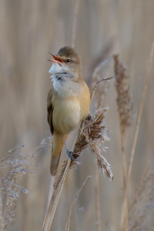  20180514-PB5_3196.JPG </br ><small> 2018-05-14 20:29</br >NIKON D500 + 200.0-500.0 mm f/5.6<br /> 500mm 1/320s f/5.6 ISO 800</small>