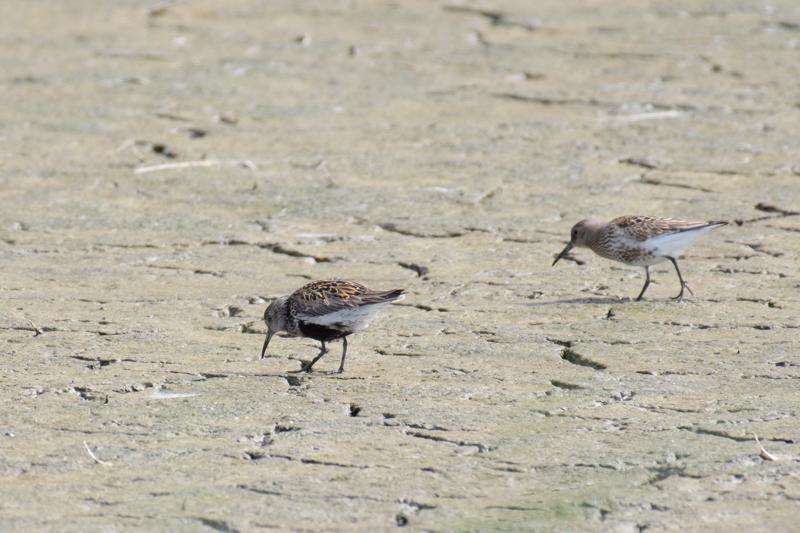  20180820-PB5_4004.JPG </br ><small> 2018-08-20 12:29</br >NIKON D500 + 200.0-500.0 mm f/5.6<br /> 500mm 1/1250s f/5.6 ISO 560</small>