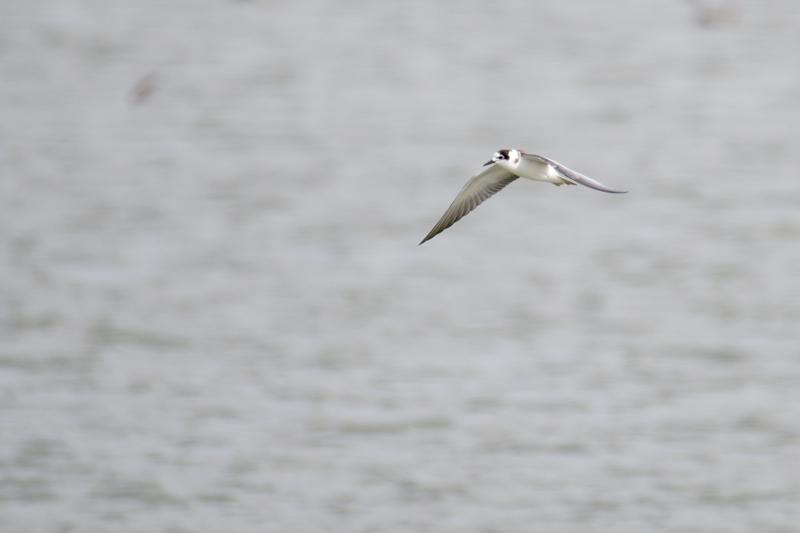  20180820-PB5_4233.JPG </br ><small> 2018-08-20 14:59</br >NIKON D500 + 200.0-500.0 mm f/5.6<br /> 500mm 1/1250s f/5.6 ISO 320</small>