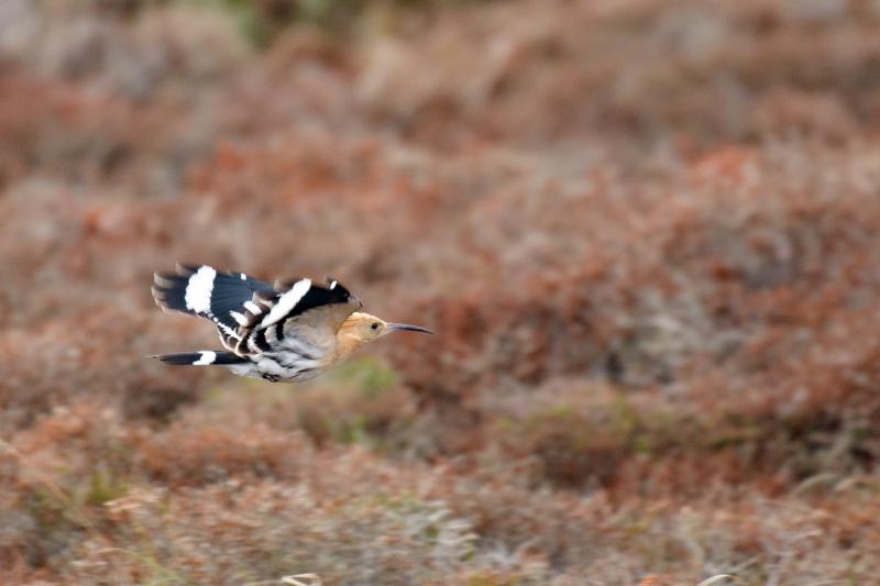  20181023-PB5_6410.JPG </br ><small> 2018-10-23 11:16</br >NIKON D500 + 200.0-500.0 mm f/5.6<br /> 460mm 1/500s f/5.6 ISO 720</small>