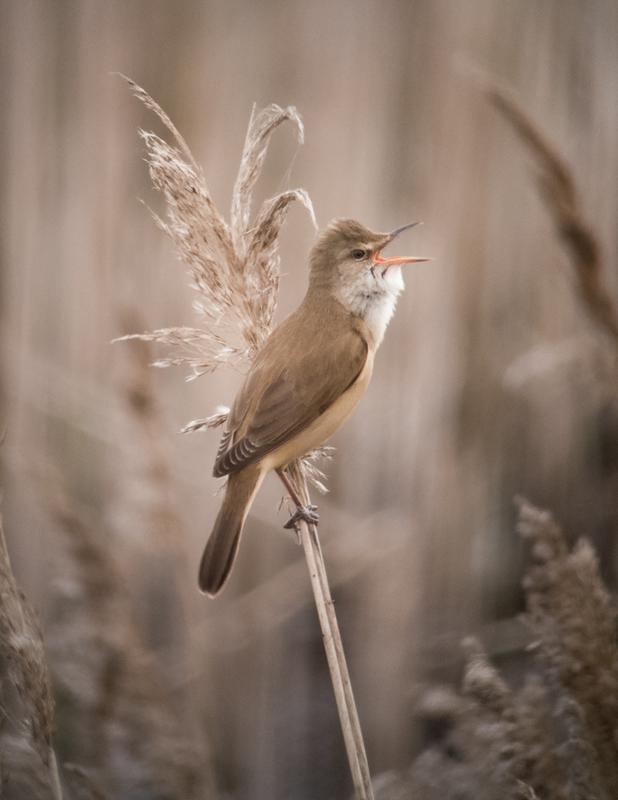  IMG_20180511_175614.JPG </br ><small> 2018-05-11 17:56</br >ONEPLUS A3003 4.26mm 1/100s f/2 ISO 137</small>