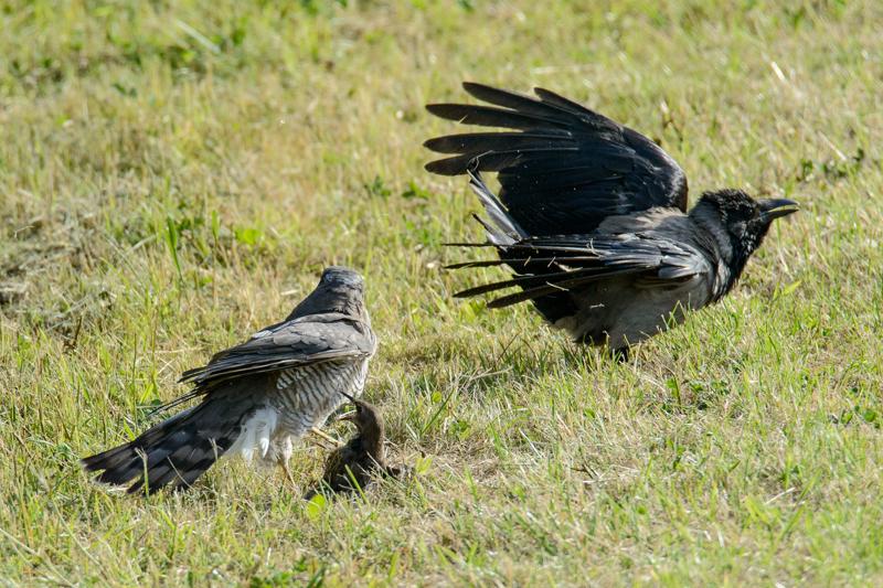  20150722_PB8_0531.JPG </br ><small> 2015-07-22 18:12</br >NIKON D800 + 150.0-600.0 mm f/5.0-6.3<br /> 600mm 1/1600s f/8 ISO 1250</small>