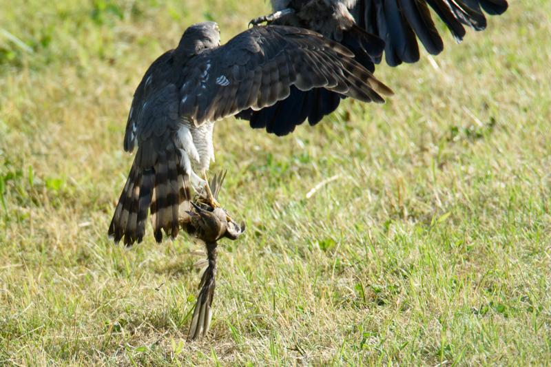  20150722_PB8_0534.JPG </br ><small> 2015-07-22 18:13</br >NIKON D800 + 150.0-600.0 mm f/5.0-6.3<br /> 600mm 1/1600s f/8 ISO 1100</small>