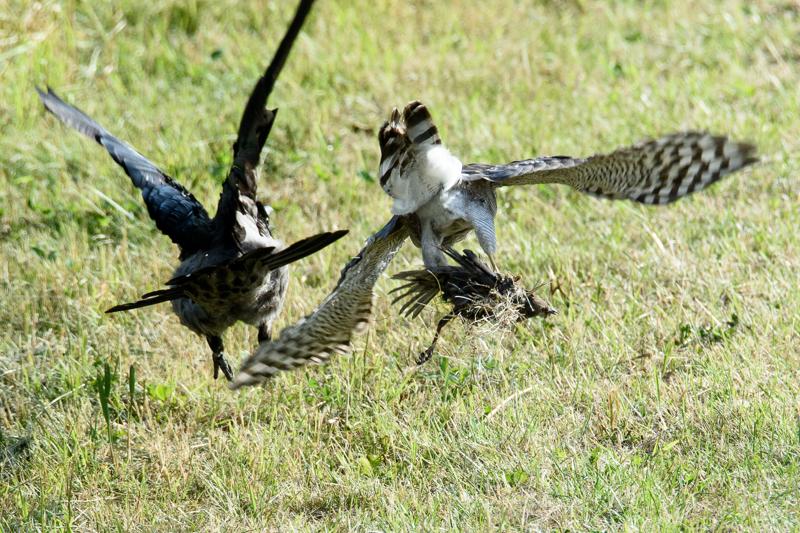  20150722_PB8_0540.JPG </br ><small> 2015-07-22 18:13</br >NIKON D800 + 150.0-600.0 mm f/5.0-6.3<br /> 500mm 1/1600s f/8 ISO 1100</small>