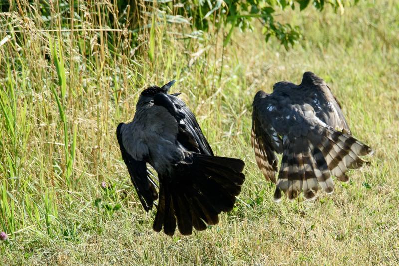  20150722_PB8_0541.JPG </br ><small> 2015-07-22 18:13</br >NIKON D800 + 150.0-600.0 mm f/5.0-6.3<br /> 500mm 1/1600s f/8 ISO 1100</small>