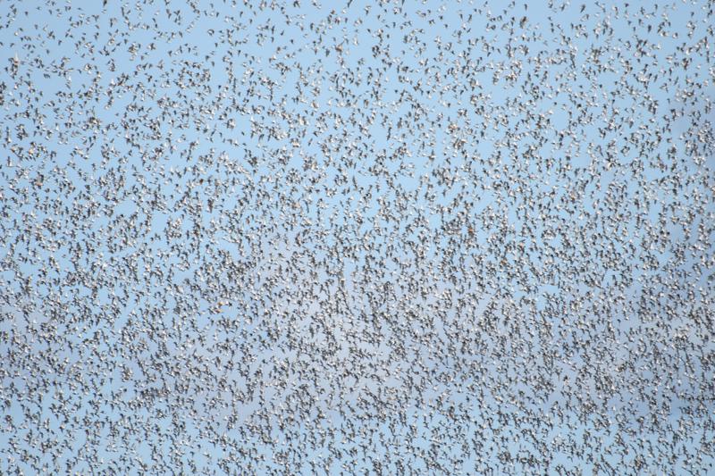  20180821-PB5_4696.JPG </br ><small> 2018-08-21 11:09</br >NIKON D500 + 200.0-500.0 mm f/5.6<br /> 500mm 1/1250s f/5.6 ISO 200</small>