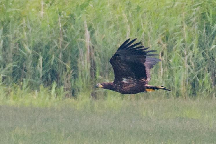  20170727-PB5_7584-2.JPG </br ><small> 2017-07-27 11:23</br >NIKON D500 + 200.0-500.0 mm f/5.6<br /> 500mm 1/1250s f/5.6 ISO 800</small>