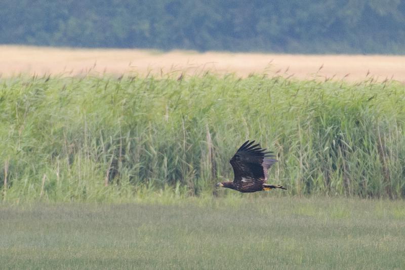  20170727-PB5_7584.JPG </br ><small> 2017-07-27 11:23</br >NIKON D500 + 200.0-500.0 mm f/5.6<br /> 500mm 1/1250s f/5.6 ISO 800</small>