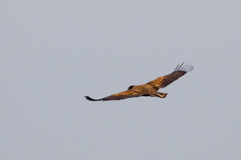  20170727-PB5_7585-2.JPG </br ><small> 2017-07-27 11:23</br >NIKON D500 + 200.0-500.0 mm f/5.6<br /> 500mm 1/1250s f/5.6 ISO 200</small>