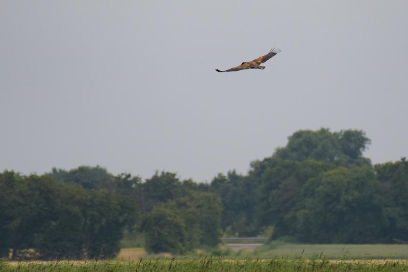  20170727-PB5_7585.JPG </br ><small> 2017-07-27 11:23</br >NIKON D500 + 200.0-500.0 mm f/5.6<br /> 500mm 1/1250s f/5.6 ISO 200</small>