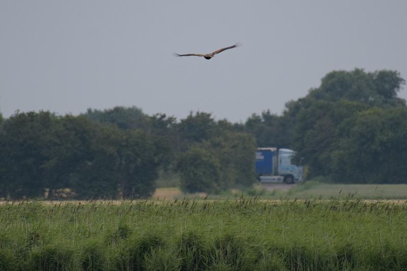  20170727-PB5_7587.JPG </br ><small> 2017-07-27 11:23</br >NIKON D500 + 200.0-500.0 mm f/5.6<br /> 500mm 1/1250s f/5.6 ISO 220</small>