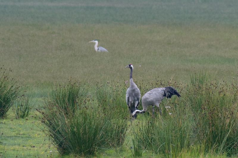  20170727-PB5_7604.JPG </br ><small> 2017-07-27 11:50</br >NIKON D500 + 200.0-500.0 mm f/5.6<br /> 500mm 1/500s f/8 ISO 800</small>